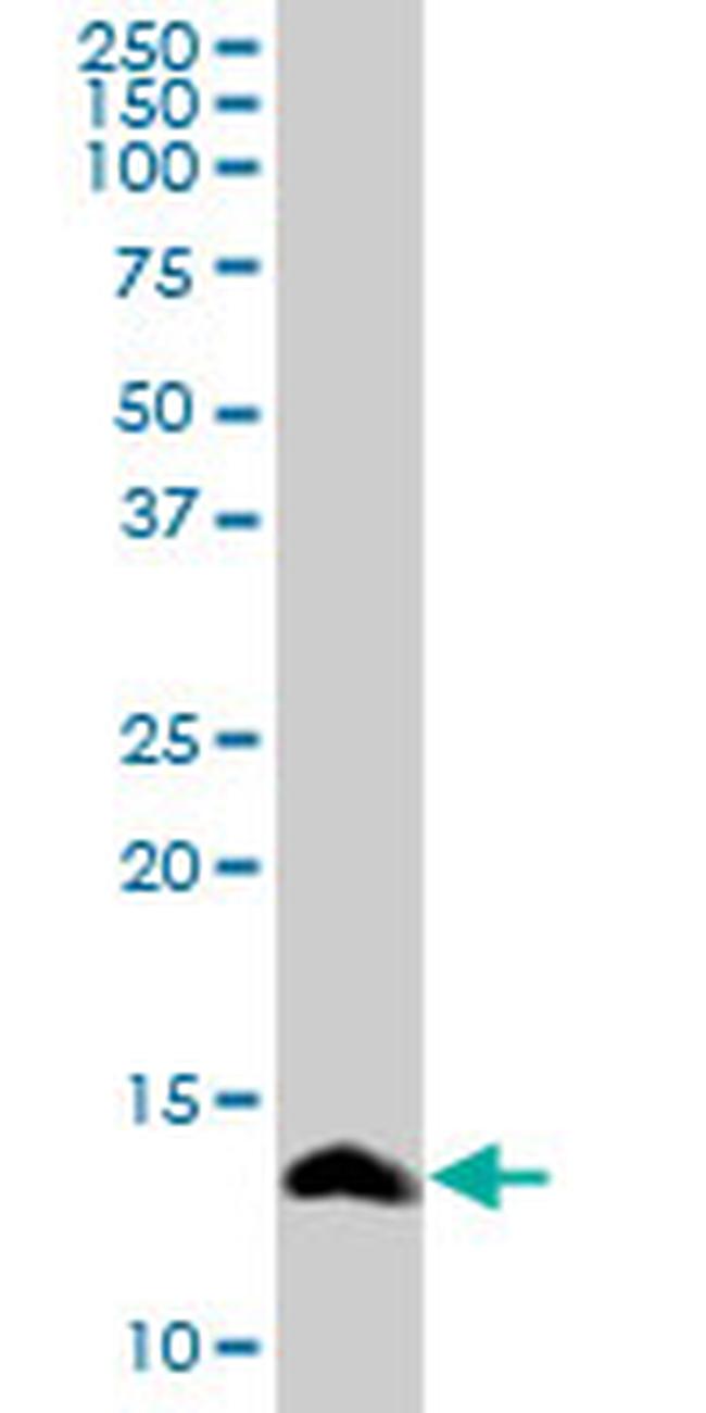 SAA4 Antibody in Western Blot (WB)