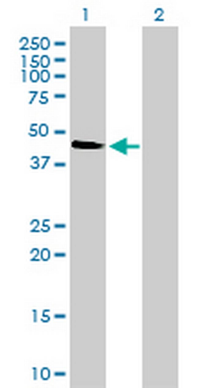 MAPK12 Antibody in Western Blot (WB)