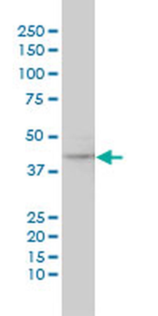 MAPK12 Antibody in Western Blot (WB)