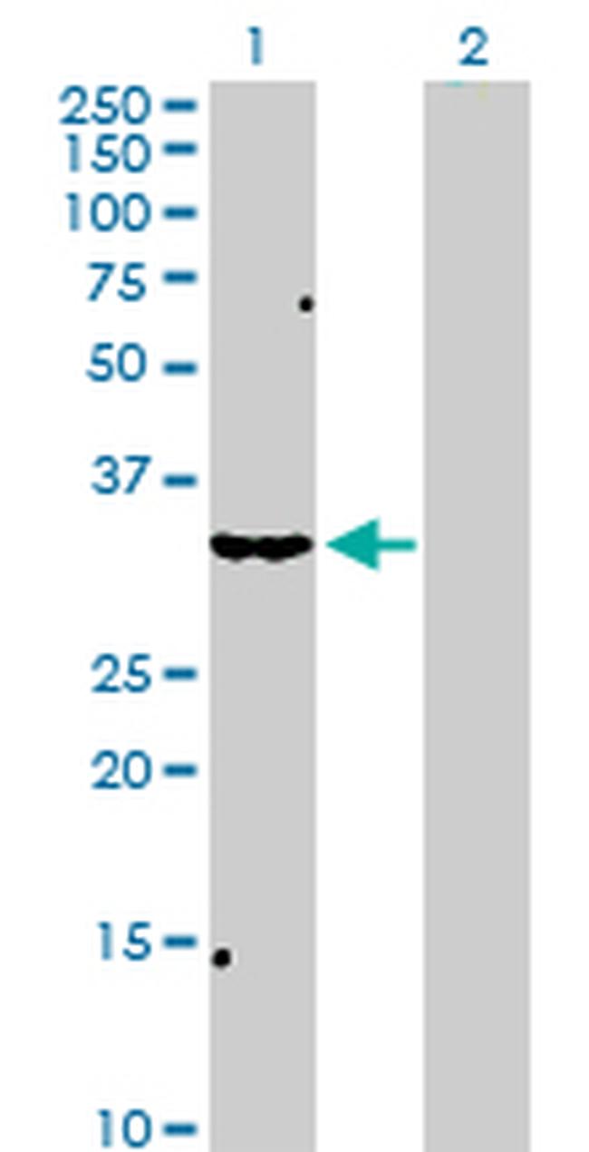 SCP2 Antibody in Western Blot (WB)