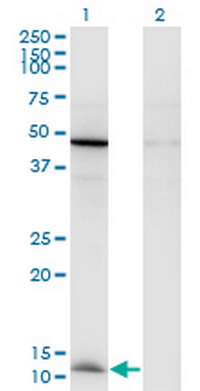 CCL2 Antibody in Western Blot (WB)