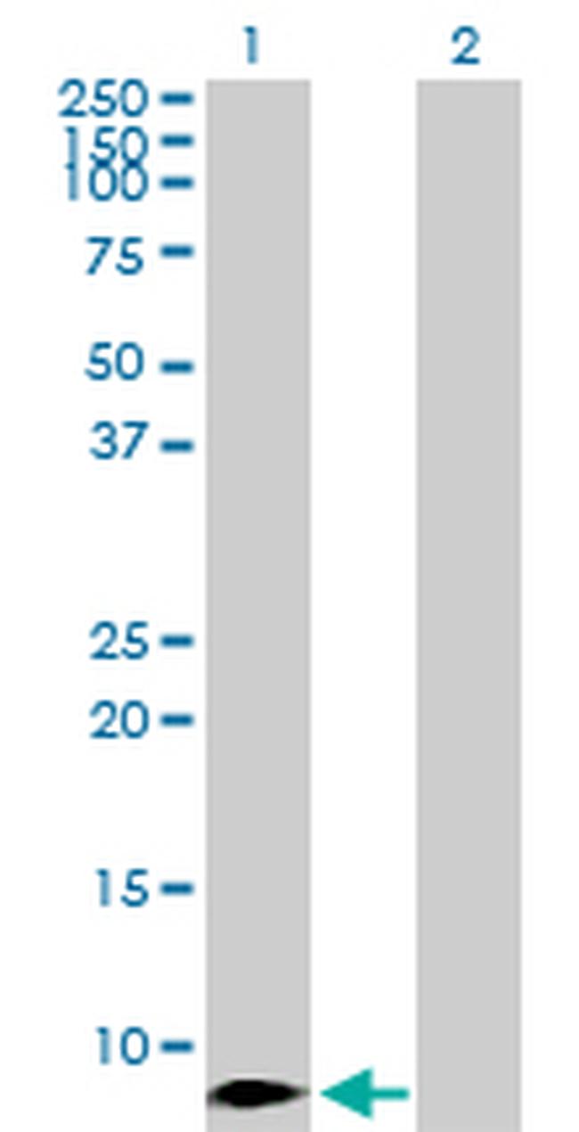 CCL4 Antibody in Western Blot (WB)