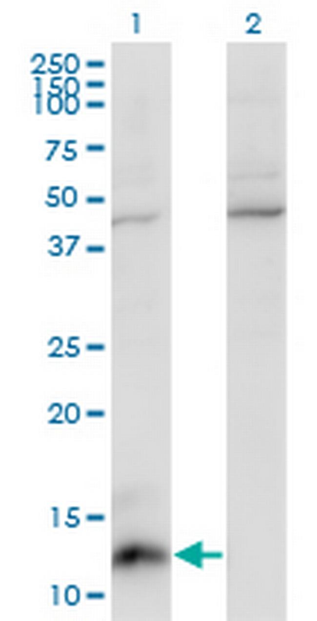 CCL7 Antibody in Western Blot (WB)