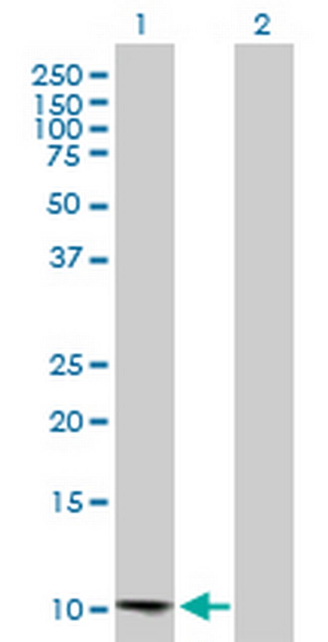 CCL13 Antibody in Western Blot (WB)