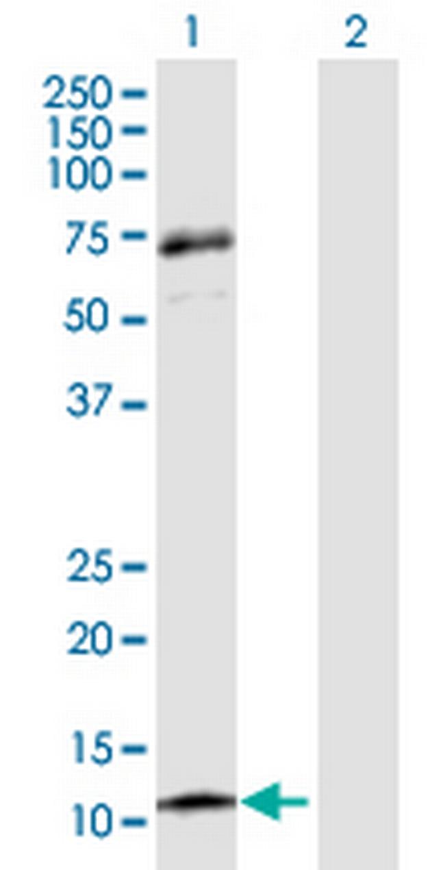 CCL13 Antibody in Western Blot (WB)