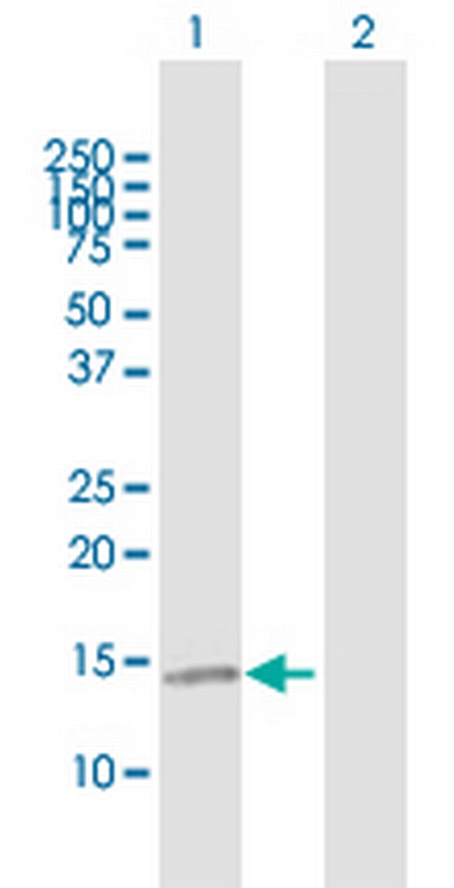 CCL21 Antibody in Western Blot (WB)