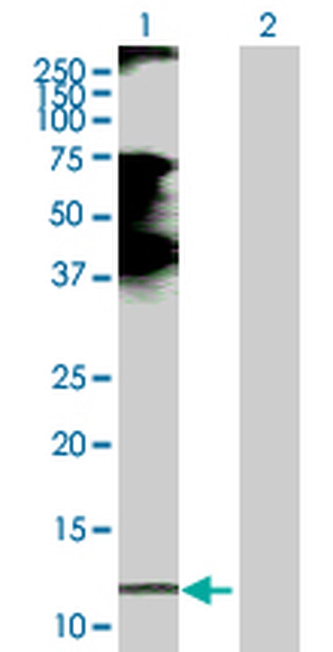 CCL21 Antibody in Western Blot (WB)