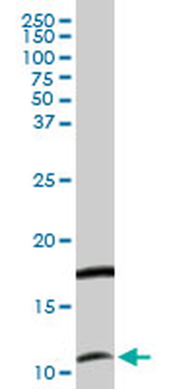 CXCL11 Antibody in Western Blot (WB)