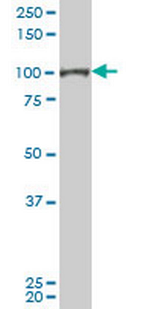 SFPQ Antibody in Western Blot (WB)