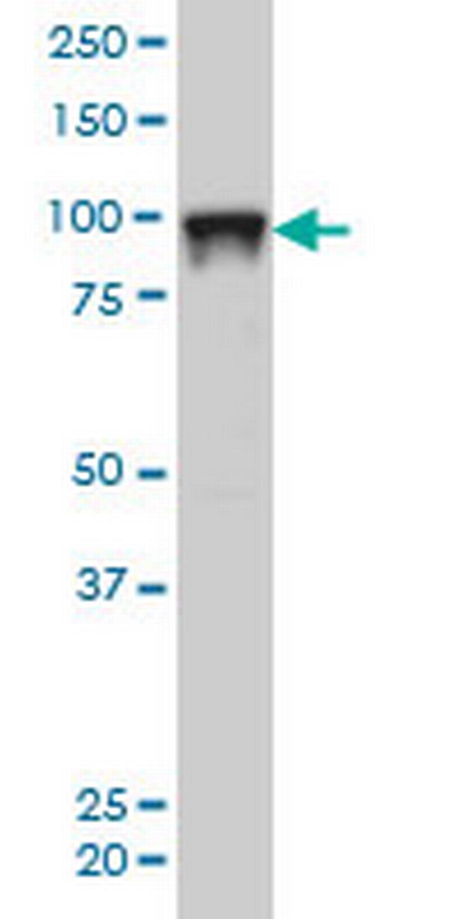 SFPQ Antibody in Western Blot (WB)