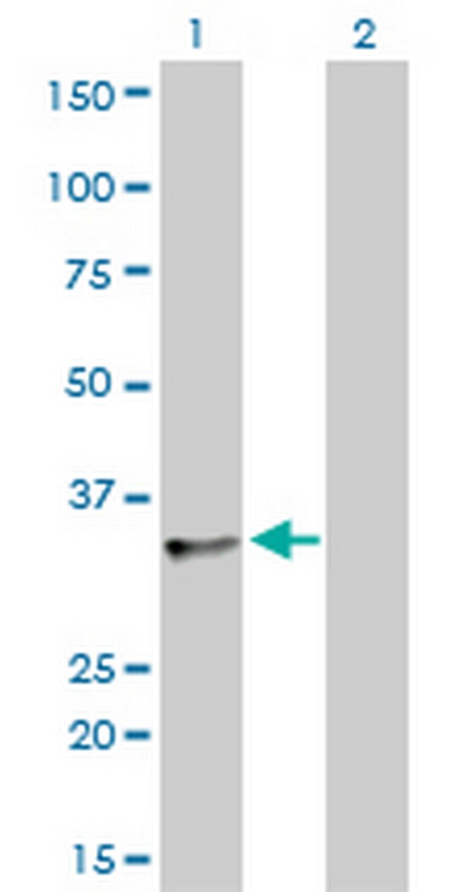 SFRS10 Antibody in Western Blot (WB)