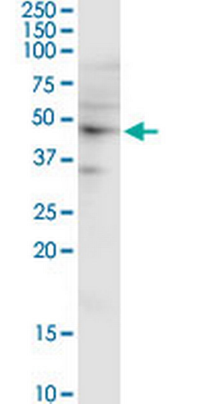 SH3GL1 Antibody in Western Blot (WB)