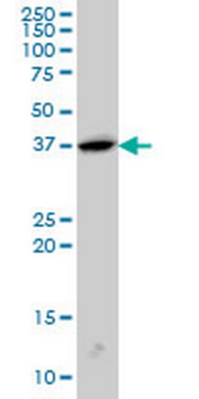 SH3GL2 Antibody in Western Blot (WB)