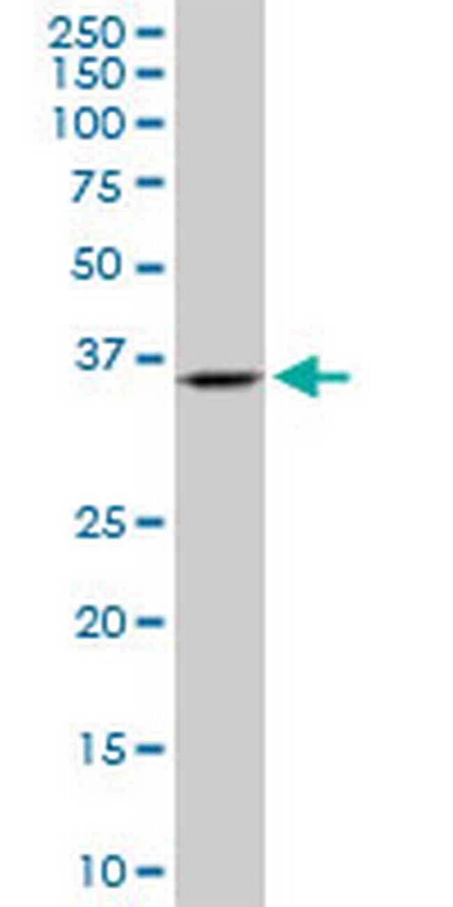 SH3GL2 Antibody in Western Blot (WB)