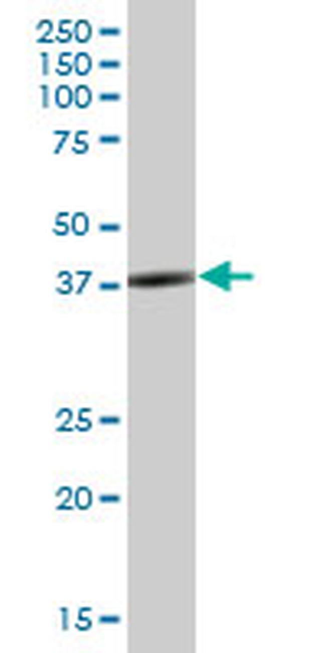 SH3GL3 Antibody in Western Blot (WB)