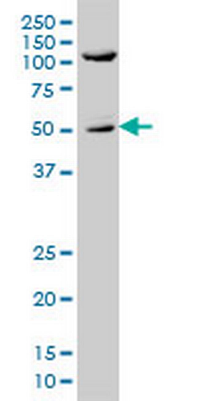 SHC1 Antibody in Western Blot (WB)