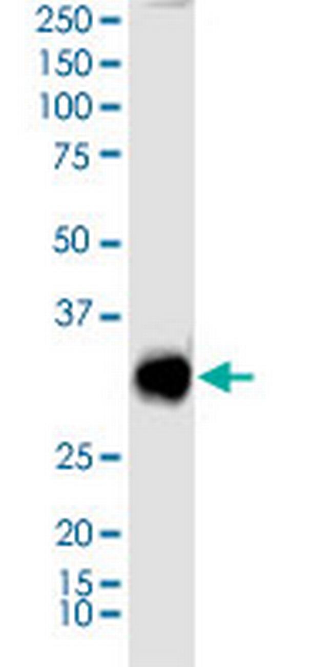 SIX3 Antibody in Western Blot (WB)