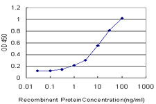 SLC1A2 Antibody in ELISA (ELISA)