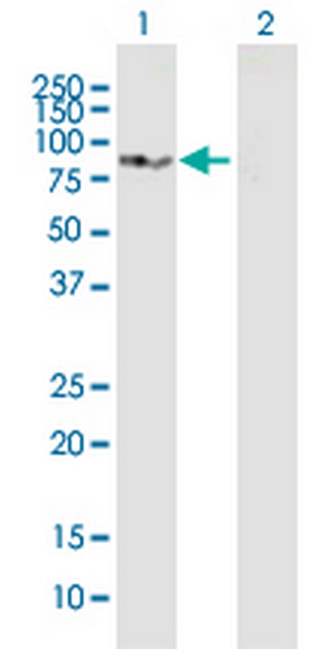 SLC3A1 Antibody in Western Blot (WB)