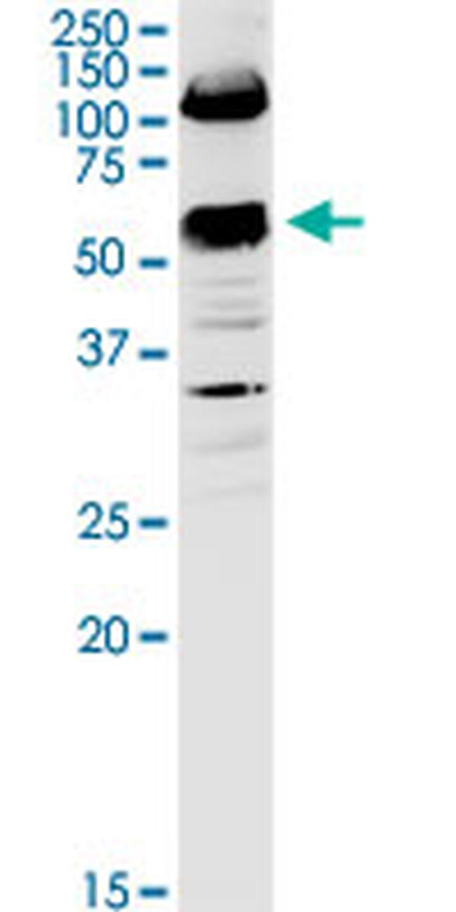 SLC3A2 Antibody in Western Blot (WB)