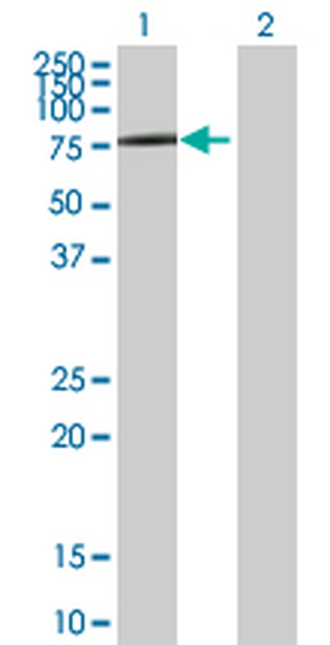 SLC3A2 Antibody in Western Blot (WB)