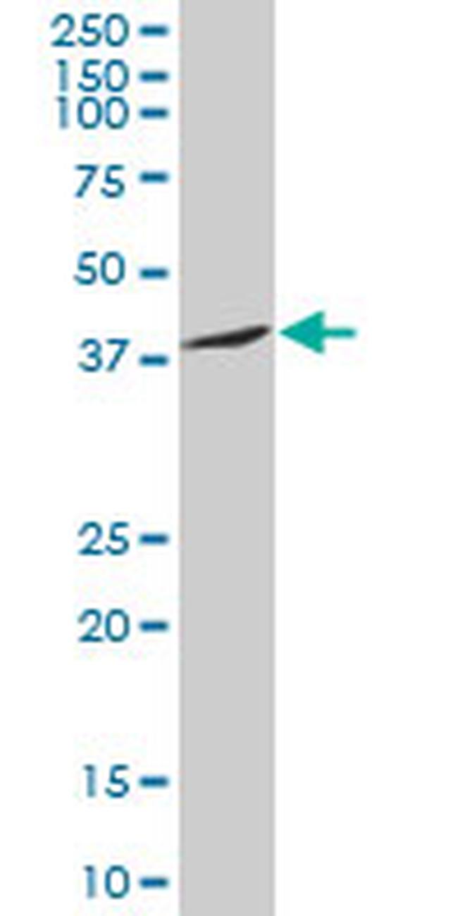 SNAI2 Antibody in Western Blot (WB)