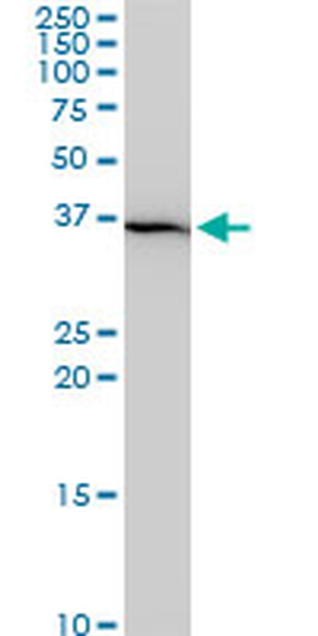 SNAI2 Antibody in Western Blot (WB)