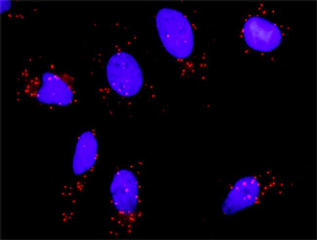 SMARCB1 Antibody in Proximity Ligation Assay (PLA) (PLA)