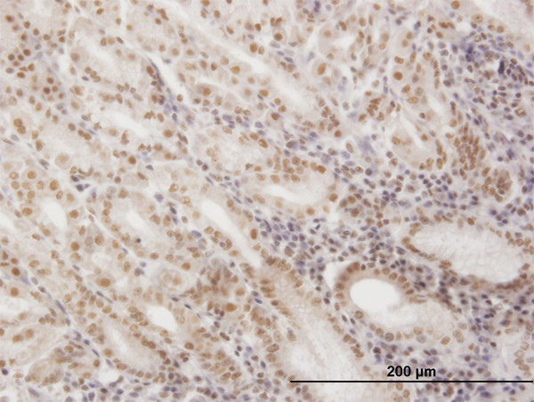 SNAPC4 Antibody in Immunohistochemistry (Paraffin) (IHC (P))