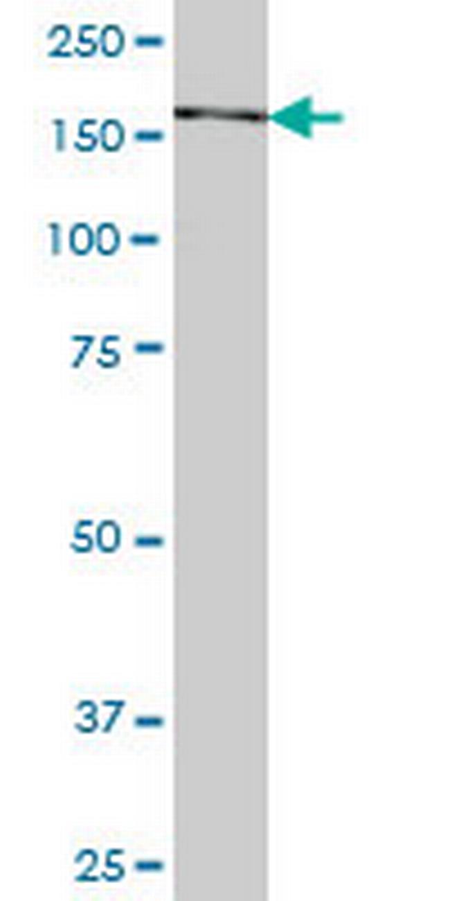 SNAPC4 Antibody in Western Blot (WB)