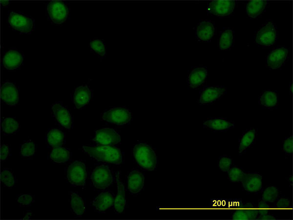 SP1 Antibody in Immunocytochemistry (ICC/IF)