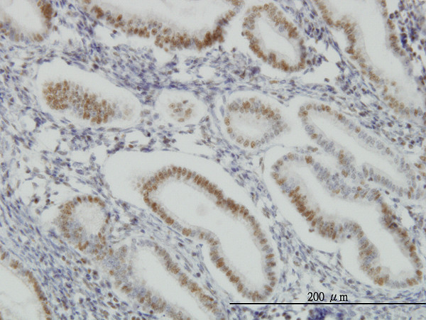 SP1 Antibody in Immunohistochemistry (Paraffin) (IHC (P))