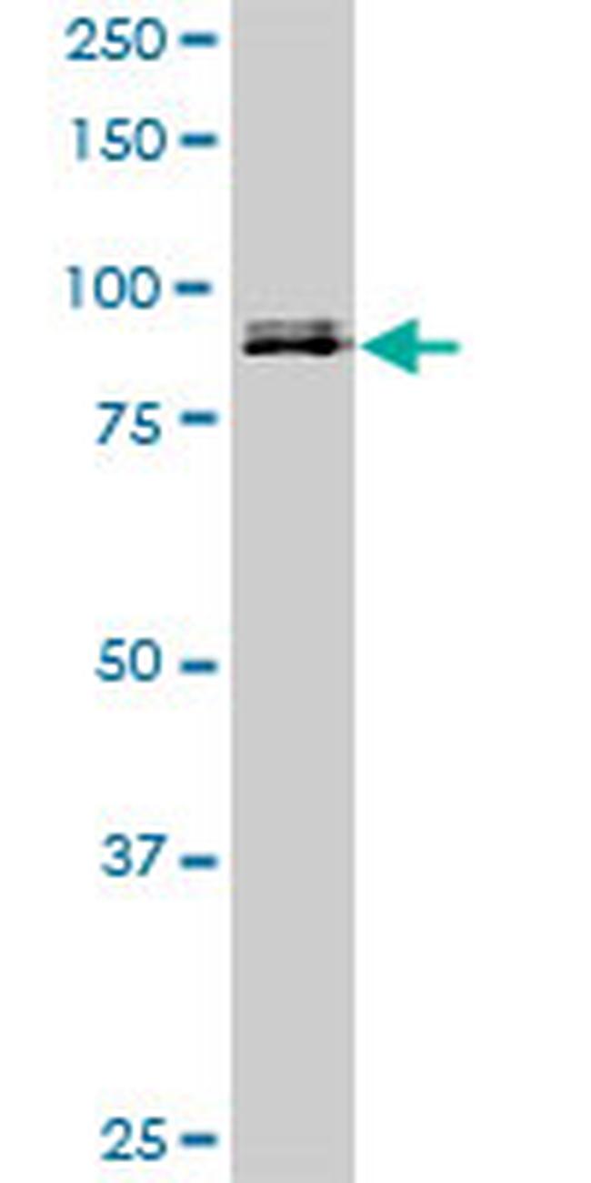 SP1 Antibody in Western Blot (WB)