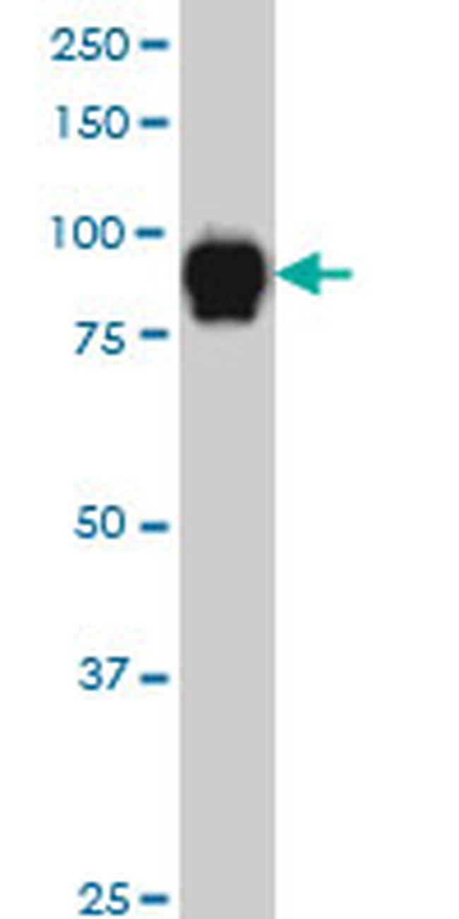 SP1 Antibody in Western Blot (WB)