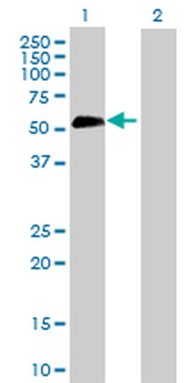 SPP1 Antibody in Western Blot (WB)