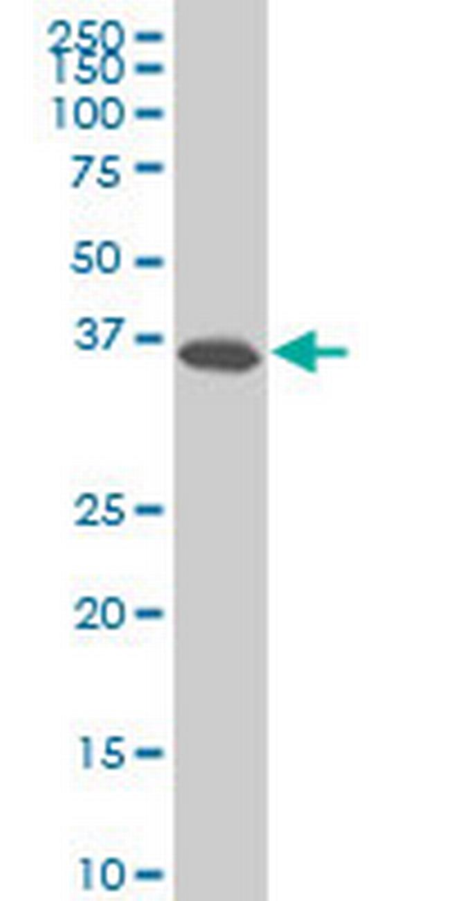 SPP1 Antibody in Western Blot (WB)