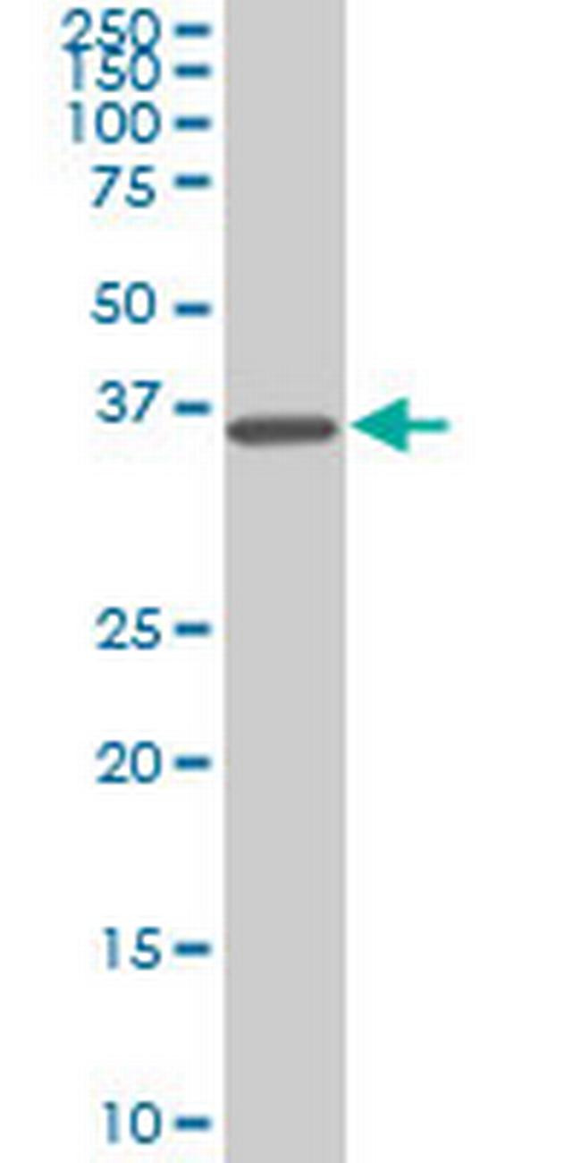 SPP1 Antibody in Western Blot (WB)