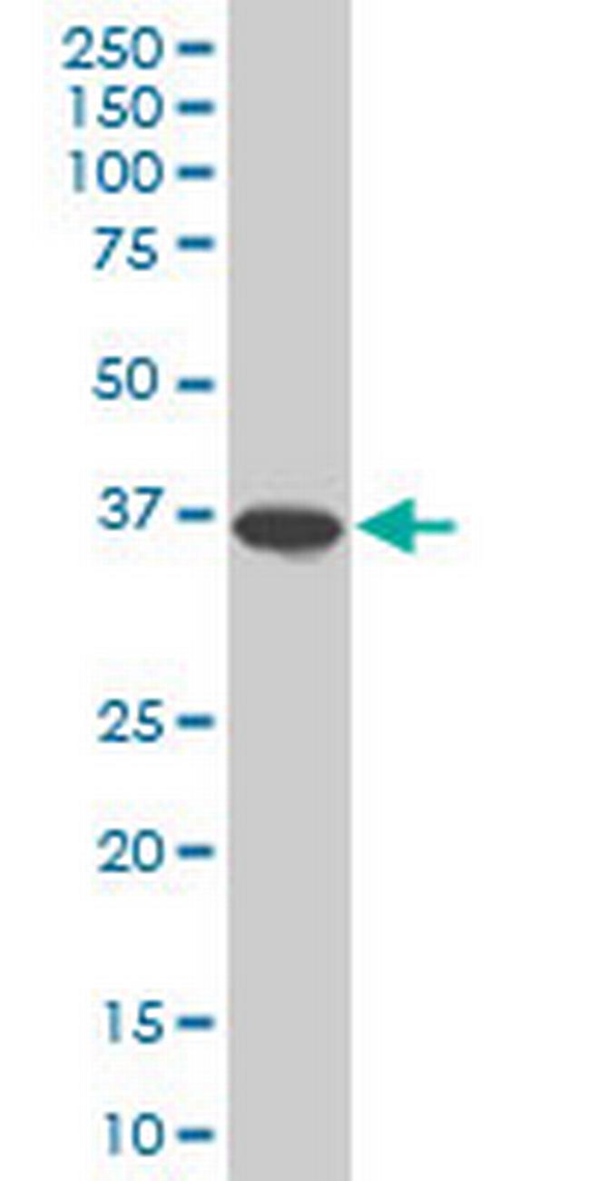 SPP1 Antibody in Western Blot (WB)