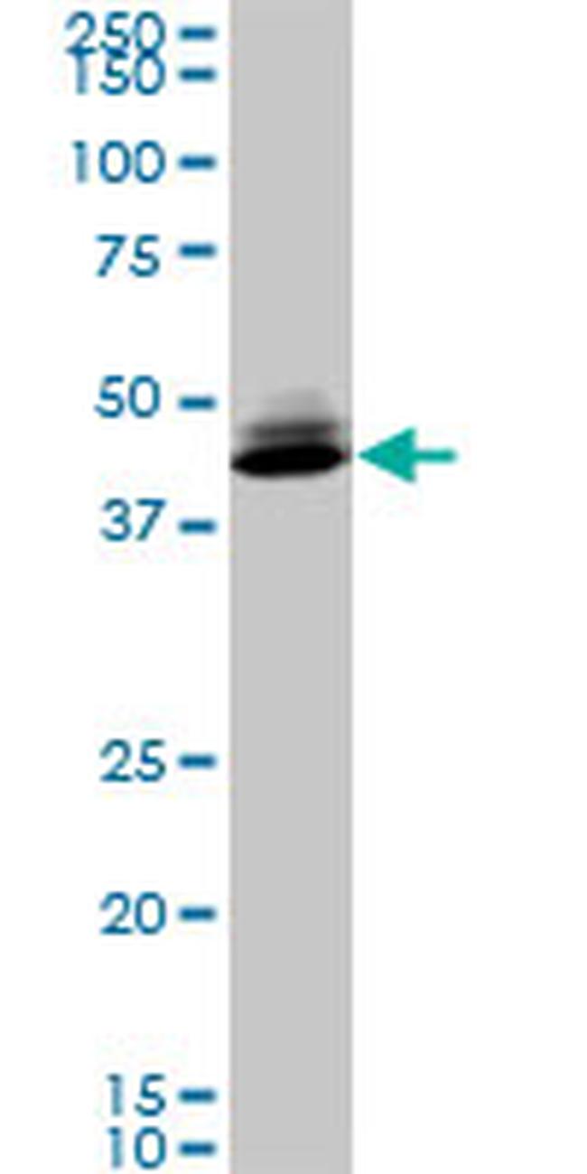 SPP1 Antibody in Western Blot (WB)