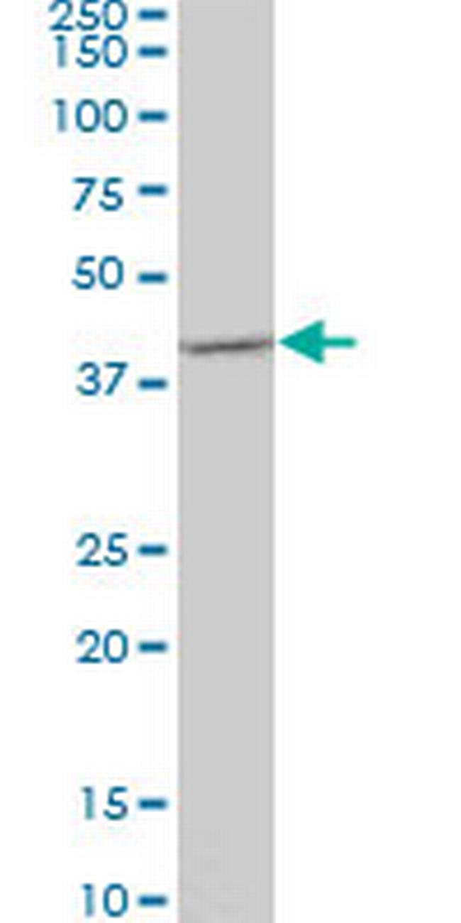 SPP1 Antibody in Western Blot (WB)