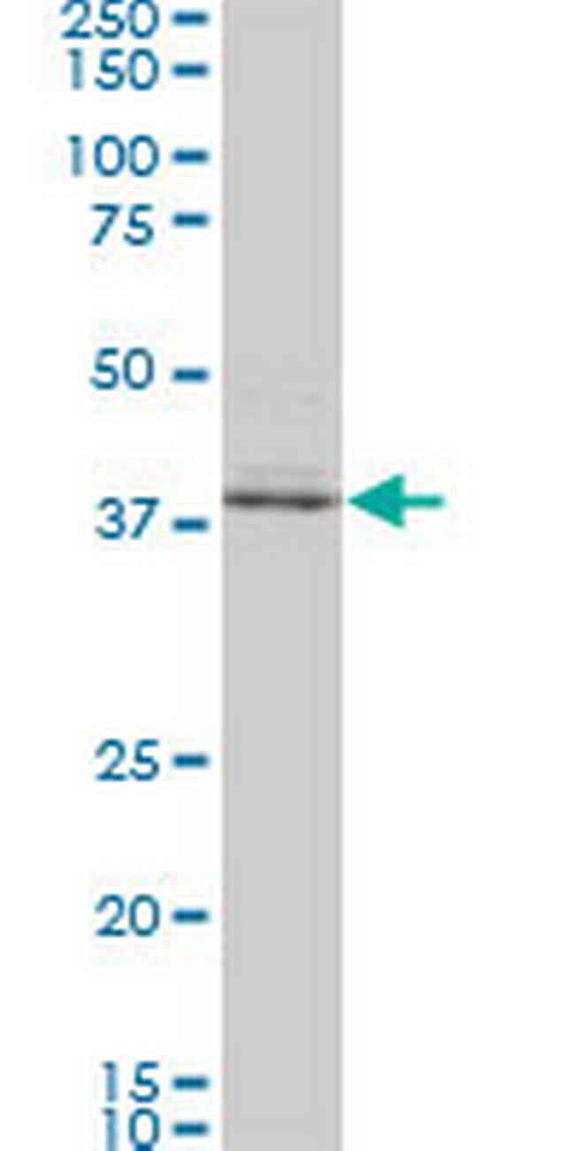 SPP1 Antibody in Western Blot (WB)