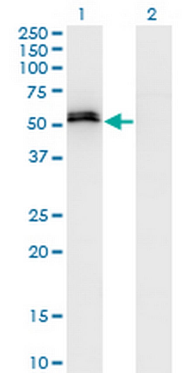 SPP1 Antibody in Western Blot (WB)