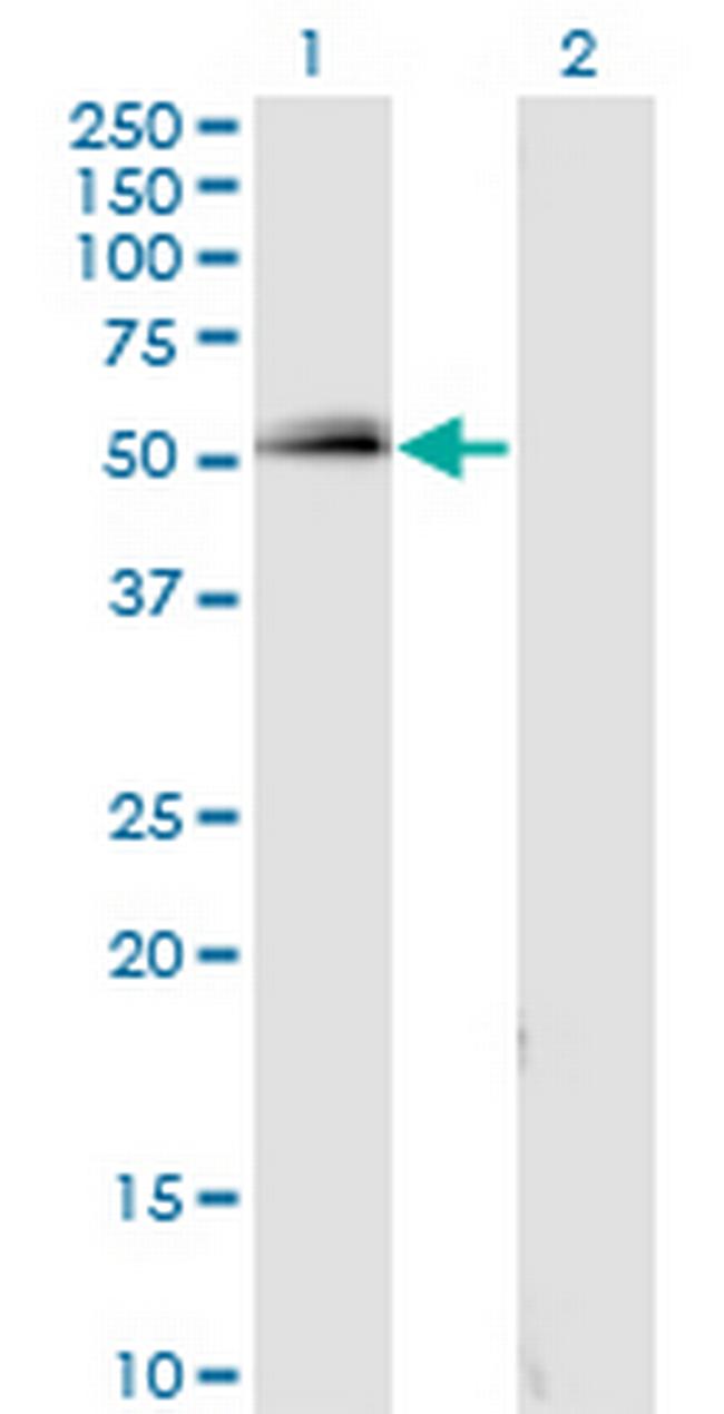 SPP1 Antibody in Western Blot (WB)