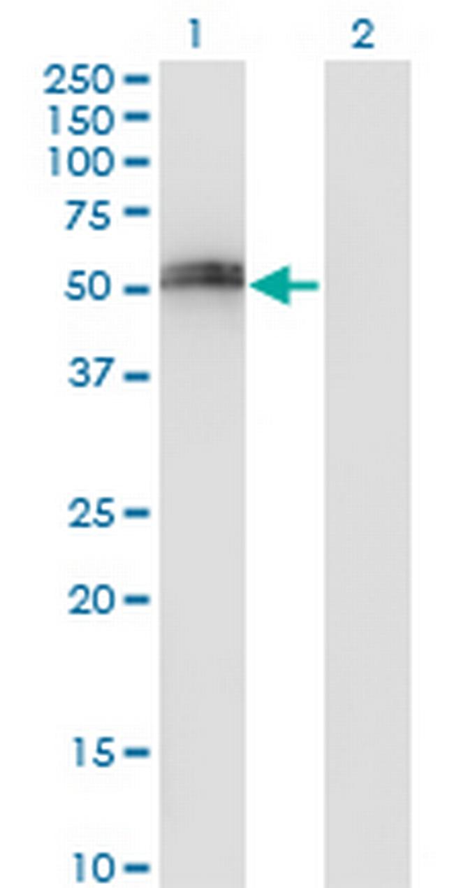 SPP1 Antibody in Western Blot (WB)