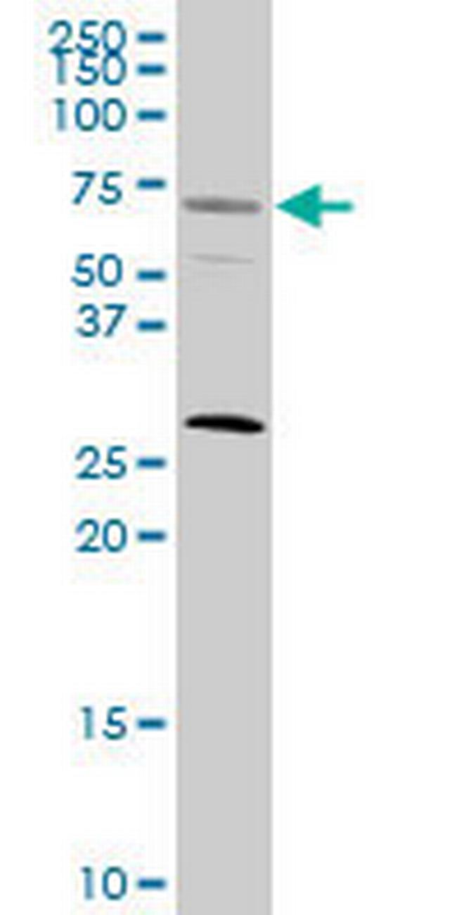 SRF Antibody in Western Blot (WB)