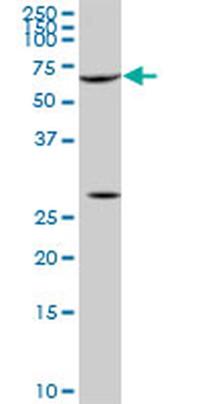 SRF Antibody in Western Blot (WB)