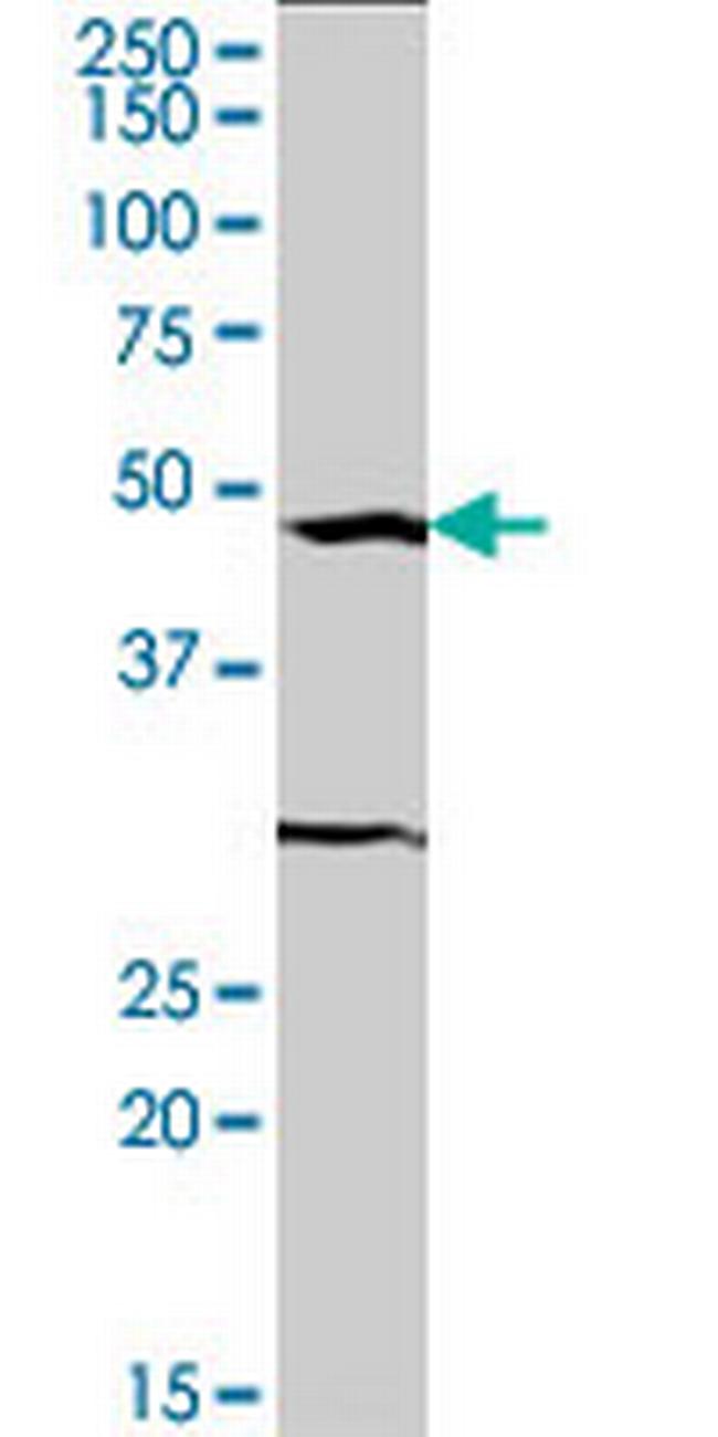 SRF Antibody in Western Blot (WB)