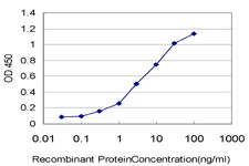 SRPK1 Antibody in ELISA (ELISA)