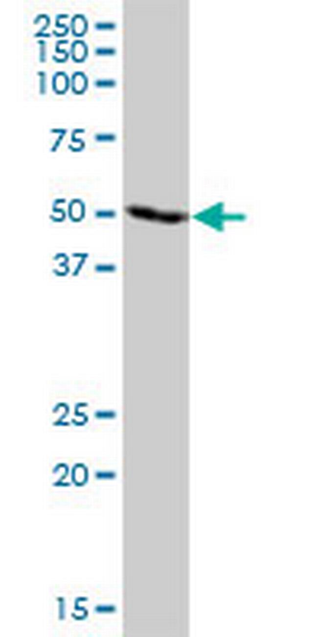 TRIM21 Antibody in Western Blot (WB)