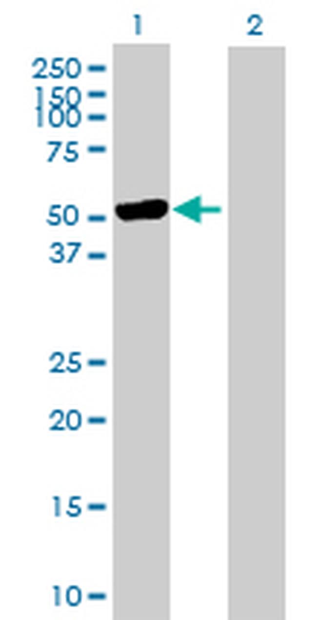 TRIM21 Antibody in Western Blot (WB)